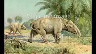 Les Proboscidea- Le Palaeomastodon