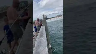 Big Black Fish under the pier | Fishing pier Pensacola Beach| Fishing pole bending all the way