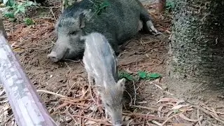 WILDBOAR AND PIGLET MY FRIENDS  AND COMPANIONS IN THE MOUNTAINS #animals #wildlife #wildboar #hiking