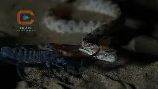 Androctonus crassicauda . عقرب دم پهن عربی
