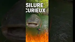 The catfish prefers my fins to my whopper plopper 😩 Ce silure kiffe + mes palmes que mon leurre 🫣