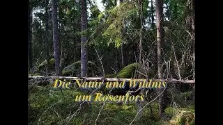 Die Natur und Wildnis um Rosenfors