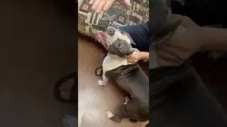 Злые игры Стафа 🤬 #music #2025 #americanbully #staff #zoo #любовь #live #love