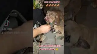#breeder #bulldog #суперсобака #английскийбульдог #puppy #englishbulldog #французскийбульдог #друзья