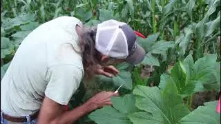How to PRUNE Summer SQUASH
