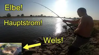 Elbe Hauptstrom Wels! Erfolgreich mit Grundel! Mit Upose und Steinmontage! Big Catfish!