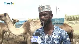 COST OF BEEF, MUTTON: Kano Residents Consider Camels As Alternative  | TRUST TV