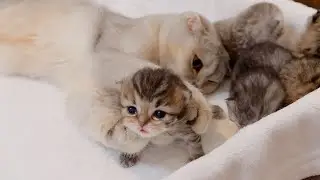 Котенок, пойманный старшим братом-котом, одержимым воспитанием детей, был таким милым!