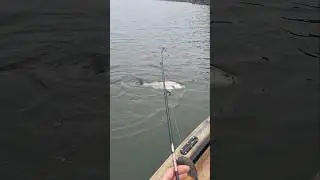Striped Bass Fishing December on Lake Lanier