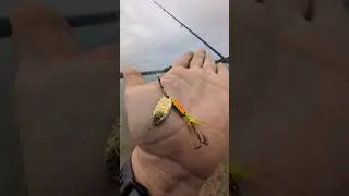 Catching Yellow Perch with Rooster tail Spinner fishing bait lure | ASMR #fishing