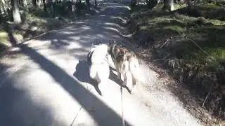 15 km mit Skikes