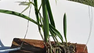 El cambio de la  Orquídea brassavola nodosa Despues de su transplante en Madera..