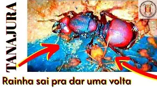 FORMIGA RAINHA tanajura ou i&ccedil;a em (4k) formigueiro por dentro
