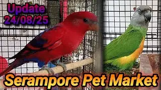 Serampore Pet Market: Exotic Parrots Prices & Black-capped Lory Details | Parrot Sachin