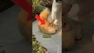 The FLUFFIEST Cute Cat Ever. (Now You Will See) #cat #cats #cutecat
