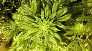 The Benefits & Pitfalls of Weed Legalization (w/ Mark Kleiman)