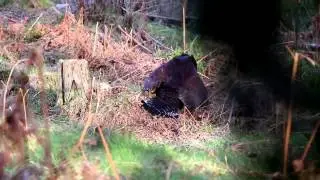 Capercaillie Lek and Mating in Sweden
