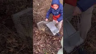 trapping a MASSIVE!!!! Raccoon non edited #raccoon #livetrap #shorts