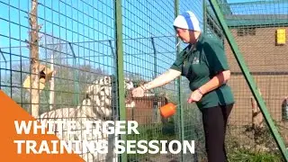 White Tiger Training Session