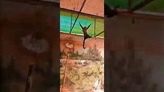 | Jungle Safari 🤩 | monkey | kids video | JK TOURISM TALKS |#money #jungle #junglesafari