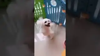 funny dog spinning around on two legs😂😂🐶