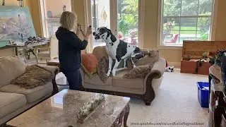 Sofa Bouncing Great Dane Gets So Excited To Put On His Collar