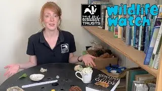 Wildlife Wednesday: How to make a nature table!