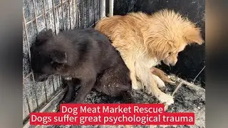 Dog Meat Market Rescue！Dogs suffer great psychological trauma！