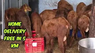 Home delivery free in 5 km | sindnur sheep's available for meet in Hyderabad | Lal potla mende