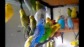 BUDGIES BIRD IN SLOW MOTION