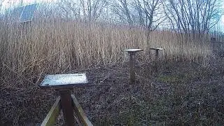 RSPB Leighton Moss Grit Trays Live Stream