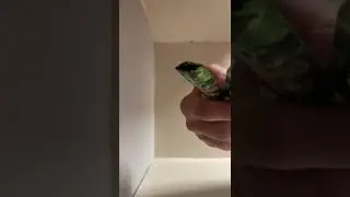 CAKE disposable strain review : JUNGLE CAKE⛽️🦍