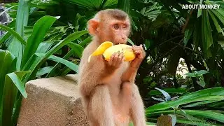 So Great Poor Abandoned Monkey Sok Delicious With Banana