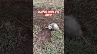 Help Turkeys by Trapping Nest Raiders #trapping #trapper #hunting #viralvideo #viralvideo #shorts