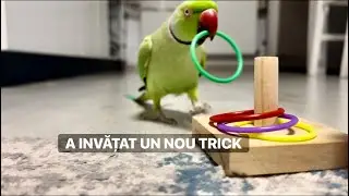 PAPAGALUL A INVĂȚAT UN TRICK NOU