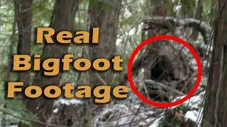 Real New Bigfoot Footage.  Todd Standing films Sasquatch