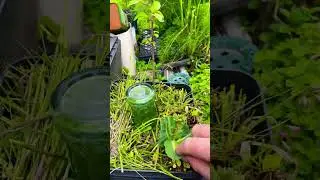 Foundups permaculture &mdash; the design reveals itself See description
