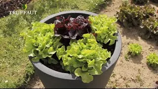 Comment semer et planter des salades au potager ? -  Truffaut