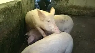 Feeding mama pig#hograisers#pig#pigfeed#everyone#farming#pigfarming#farmlife
