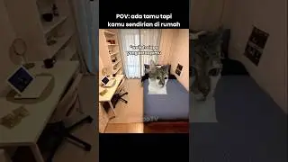 kalian bakal bukain gak? #kucing #memekucing #kucinglucu
