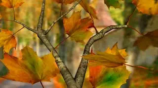 Autumn Leaves in HD Gyro 3D XL Live Wallpaper