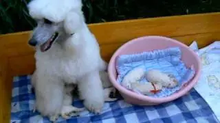 Standards white poodle puppies