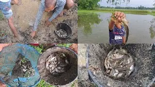 Rainy Season Primitive Village Fish Technique! Village Fish, Unique Village Fishing