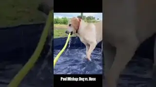 Dog Vs Hose | Tail fail