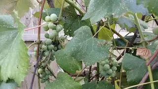Grape garden tour. End of July food garden tour.  