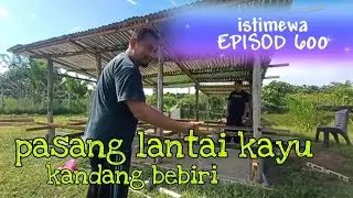 [Episod600] proses pemasangan asas lantai kayu kandang atas untuk ternakan bebiri. (bahagian satu)