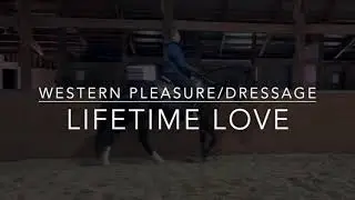 LIFETIME LOVE: Morgan Mare For Sale | Western Pleasure or Dressage
