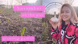 Garlic Time! 🧄 November on the Allotment Plot | Allotment Vlog 🐦&zwj;⬛ Ep.76 🐦&zwj;⬛