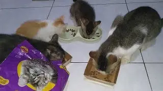 Hari ini anak kucing tetangga ikut maen kerumah 