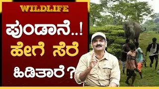 ಆನೆ Aggressive ಆಗೋದು ಇದೆ ಕಾರಣಕ್ಕೆ | Elephant Capture | K N Bose Madappa | GSS MAADHYAMA